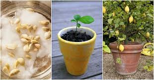 How To Grow A Lemon Tree From Seed No Matter Where You Live Lemon Tree From Seed Lemon Seeds How To Grow Lemon