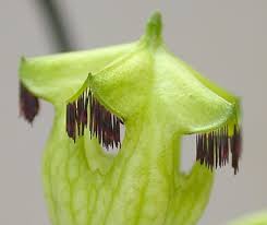 Image result for Ceropegia monteiroae