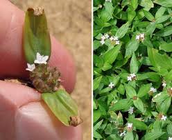 Image result for Spermacoce