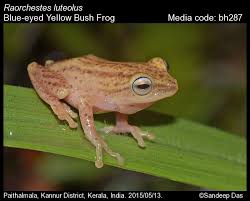 Image result for Struthiola rhodesiana