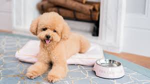 • 豪華雙人客房住宿1晚 • 於咖啡園享用國際雙人自助早餐 • 於咖啡園享用國際雙人自助午餐 • 免費使用房間內 nespresso 咖啡機 • 房間內置 chromecast 的 iptv. è¬åƒå¯µæ„› å¯µç‰©ä½å®¿å¥—é¤ ä½å®¿å„ªæƒ  é¦™æ¸¯æœ—å»·é…'åº—