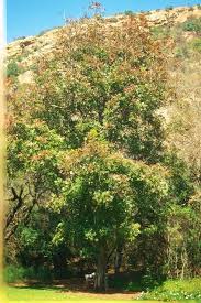 Image result for Ekebergia capensis