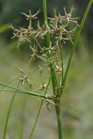 Image result for Cyperus denudatus