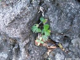 Image result for Actiniopteris semiflabellata