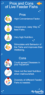 Aquarium crystal fish feeding v feeder, living red blood worm feeding cup. Live Feeder Fish In Saltwater Aquariums Myaquarium