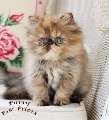 Silver persian kittens for sale doll face persians kittens for sale. Persian Kittens For Sale Himalayan Kittens For Sale