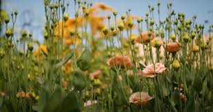 Image result for eustoma lisianthus in garden