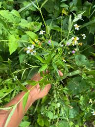 Image result for Justicia heterocarpa