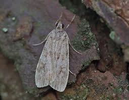Image result for Scoparia subfusca