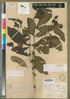 Image result for Tricalysia pallens