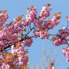 ~black star~ surinam cherry fruit tree eugenia uniflora live potd plant seedling. Japanese Flowering Cherry Plant Care And Growing Guide