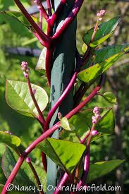 Image result for Basella