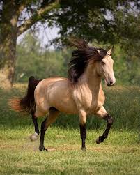 Sign in sign up for free prices and download plans Dem Conquistador Buckskin Lusitano Stallion Cantering Underneath Tree Horses Pretty Horses Most Beautiful Horses