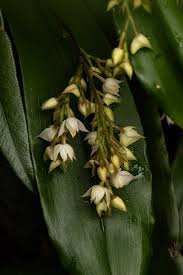 Image result for Polystachya cultriformis