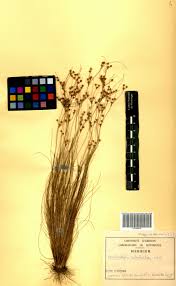 Image result for Bulbostylis coleotricha