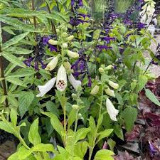 Image result for Digitalis purpurea alba/ red spots