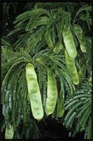 Image result for Ancistrorhynchus tenuicaulis