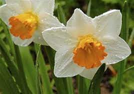 As close to a guarantee as there is in horticulture is that nothing eats daffodils, not bugs, squirrels, or rabbits, moles, voles, and certainly not deer. Tired Of Deer Eating The Tulips Then Try These Bulbs Pittsburgh Post Gazette