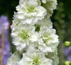 Pin On Garden