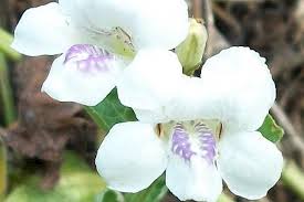 Image result for Asystasia gangetica