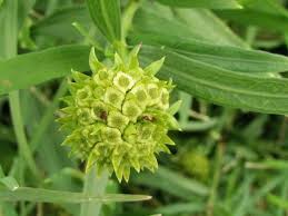 Image result for Pascalia glauca