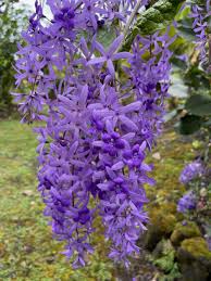 Image result for Petrea volubilis