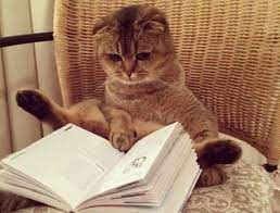You see this page because there is no web site at this address. National Cat Day 2021 National Awareness Days Calendar 2021