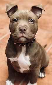 Serious Little Man Very Cute Dogs Cute Dogs Breeds Cute Dogs