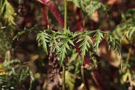 Image result for Bidens kilimandscharica