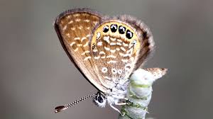 Image result for Geigeria brevifolia