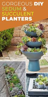 Succulents are the perfect plants for busy families. Sedum Projects Diy Succulent Planters The Garden Glove