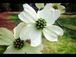 Check spelling or type a new query. Dogwood Trees And Jesus Youtube
