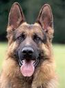 King Shepherd Dog Breed Information and Pictures