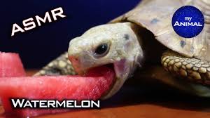 Pin By Bryn On Awwws Eating Watermelon Cute Tortoise Turtle