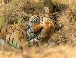 Pin On Photos Of Animals