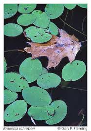 Image result for Brasenia