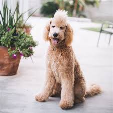 goldendoodle haircut pictures die besten 17 ideen zu goldendoodle haircuts auf pinterest goldendoodle haircuts goldendoodle puppy goldendoodle