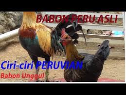 Sebagaimana yang kita ketahui, ayam merupakan salah satu jenis hewan ternak yang umum dikonsumsi manusia sebagai pangan sumber protein yang baik bagi tubuh. Ayam Peruvian Babon Peru Asli Kandang Om Rulli Samarinda Youtube