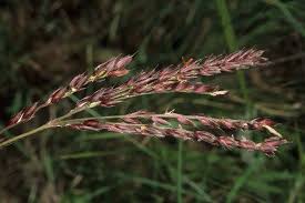 Image result for Alloteropsis cimicina