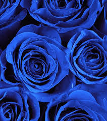 Ingredients Blue Flower Wallpaper Blue Rose Meaning Blue Roses