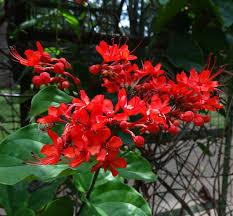 Image result for Clerodendrum splendens