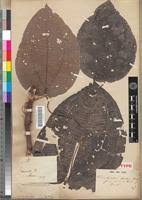 Image result for Ochthocharis dicellandroides