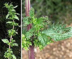 Image result for Urtica urens