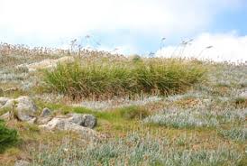 Image result for Rytidosperma davyi