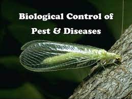 It's a garden management tool that encourages natural processes by bringing one living organism into the garden to munch on another. Biological Control Of Pest Diseases Youtube