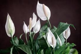 See more ideas about indoor plants, plants, planting flowers. Low Light Flowering Houseplants Houseplants That Bloom With Little Light