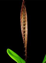 Image result for Bulbophyllum X chikukwa