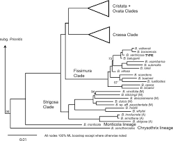 Image result for Neuracanthus africanus