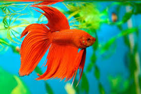 Pez Betta Variedades Y Caracteristicas Como Mascota