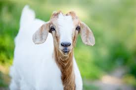 Menjelaskan pengertian qurban dan aqiqah menunjukkan dalil naqli hukum pelaksanaan tata cara penyembelihan hewan ternak,akikah,dan kurban. Doa Menyembelih Kambing Saat Aqiqah